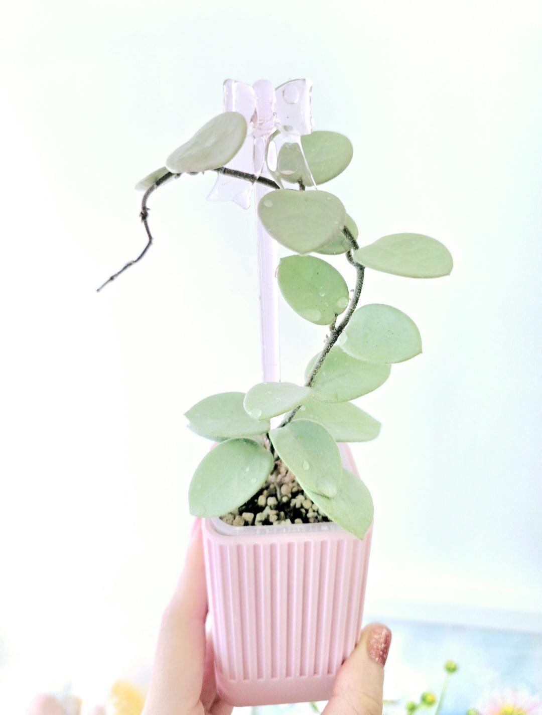 Hoya Mathilde 'grey Fairy' | UNROOTED Cutting | Rare Unicorn Plant