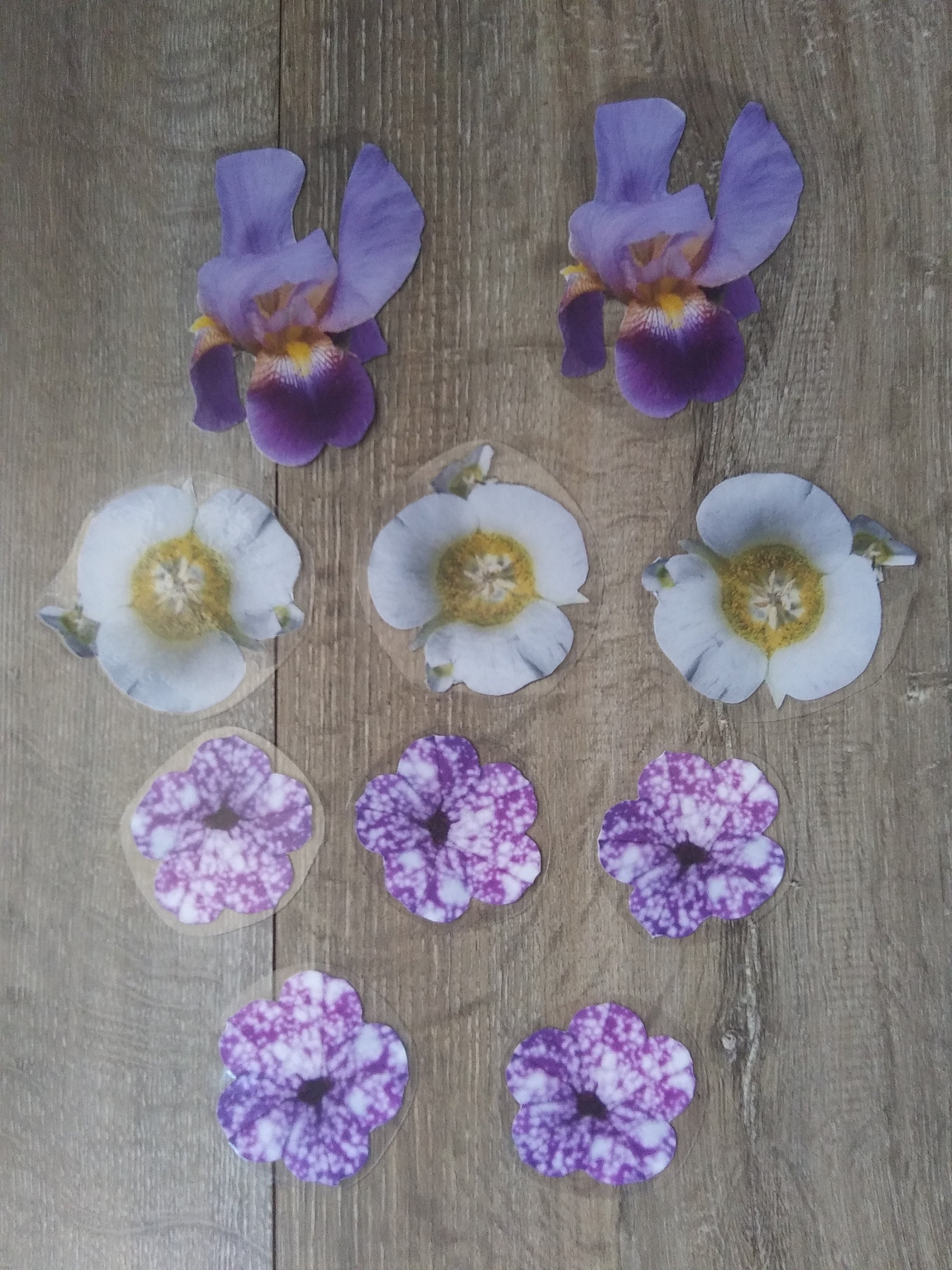 10 Laminated Paper Flowers including 2 Iris 3 Gunnisonii Etsy