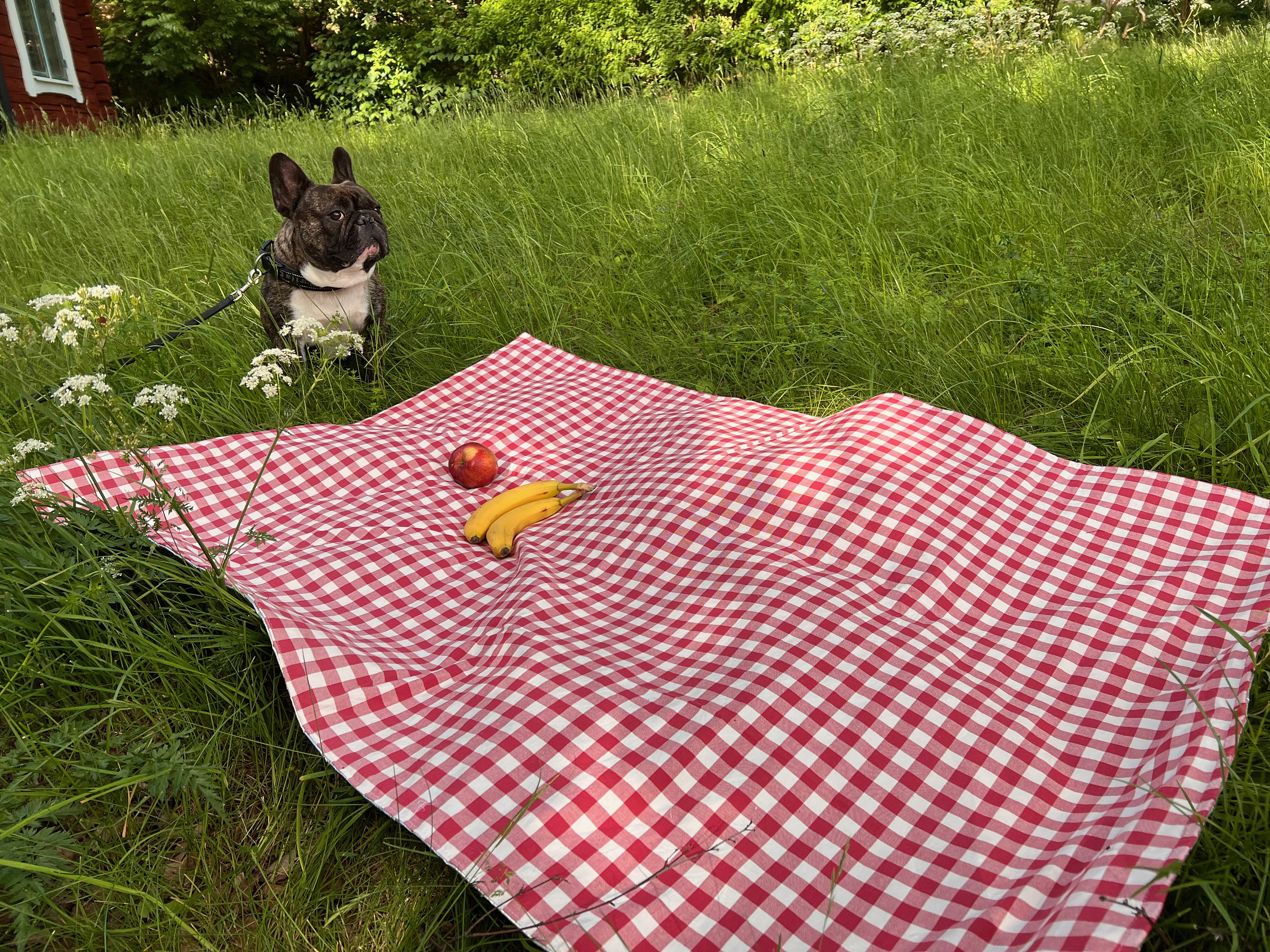 Gingham & Letter Graphic Outdoor Picnic Mat