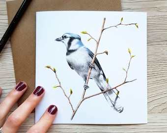 Blue Jay Greeting Card | Blank Card