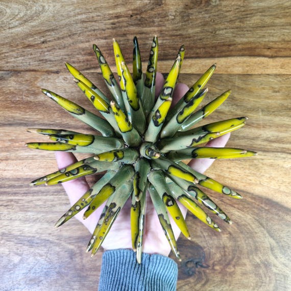 Sea urchin 20 cm Sicilian handmade ceramic multicolor, sea urchin spines, ring holder, table decoration, home design, pencil sea urchin