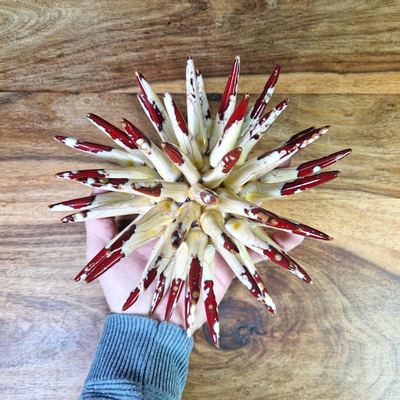 Sea urchin 20 cm Sicilian handmade ceramic multicolor, sea urchin spines, ring holder, table decoration, home design, pencil sea urchin