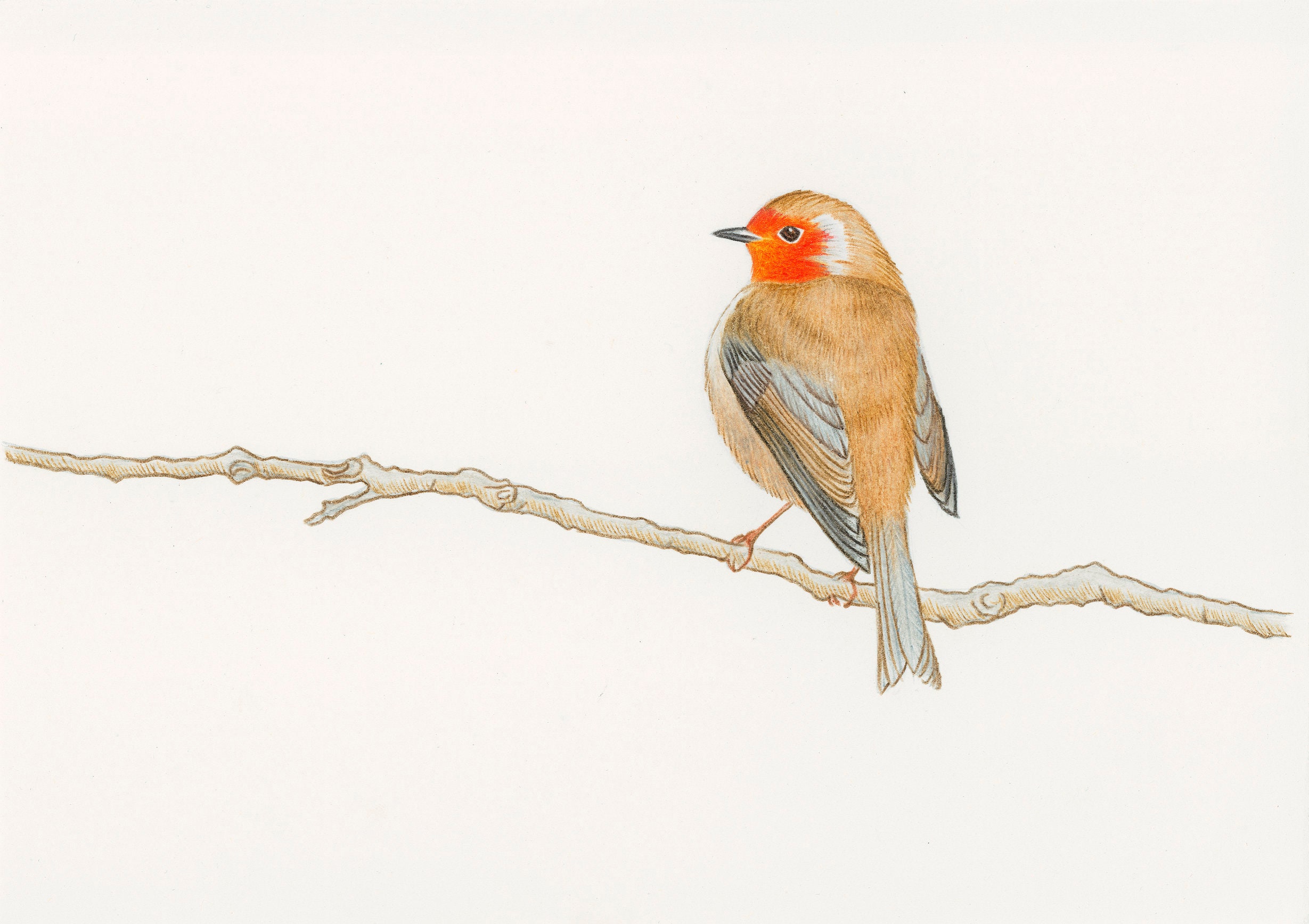 Color pencil drawing of Robin on branch 2 Etsy