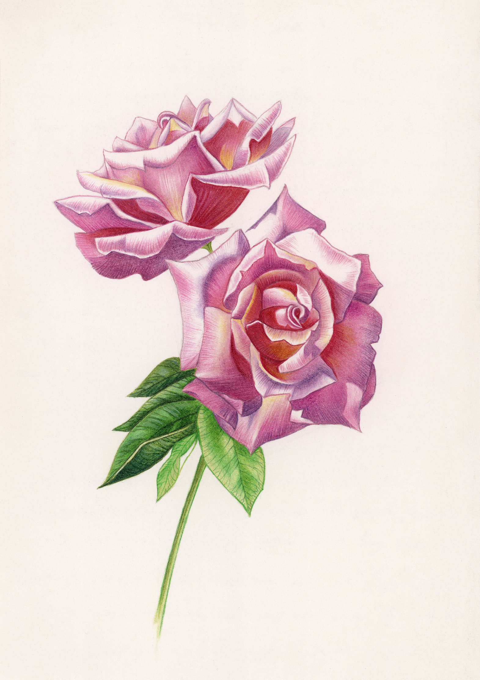 color pencil rose drawing color pencil rose drawing