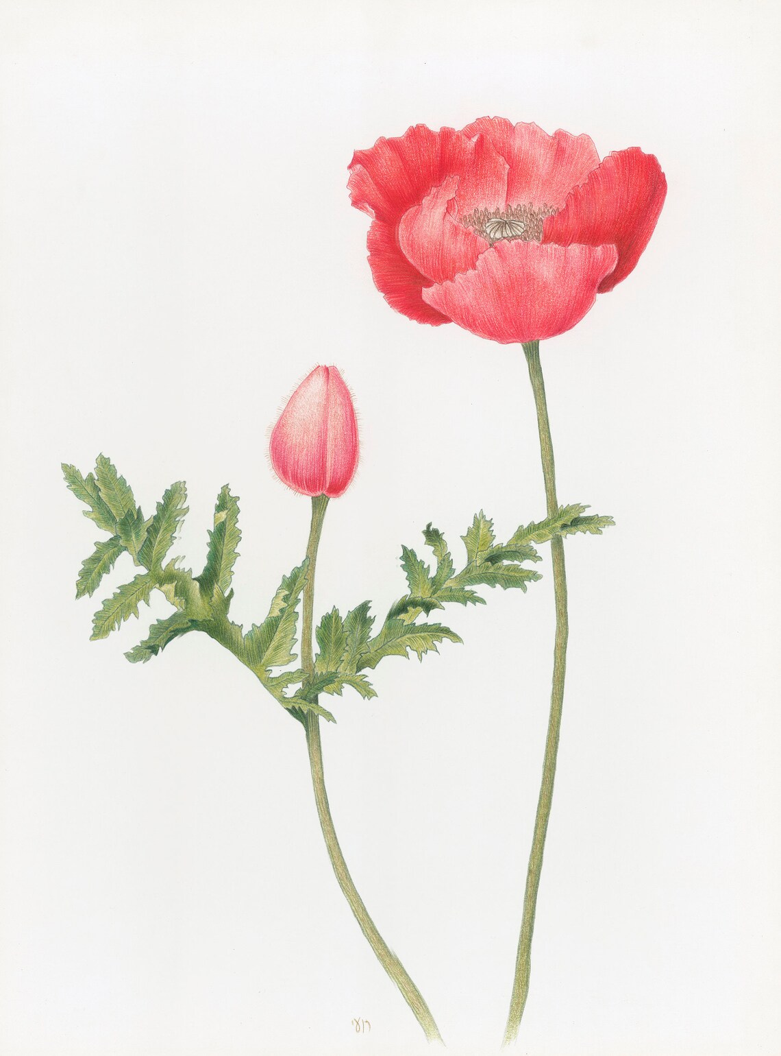 Color pencil drawing of Poppy Etsy