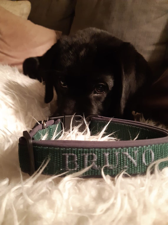 Hundehalsband mit Namen oder Telefonnummer