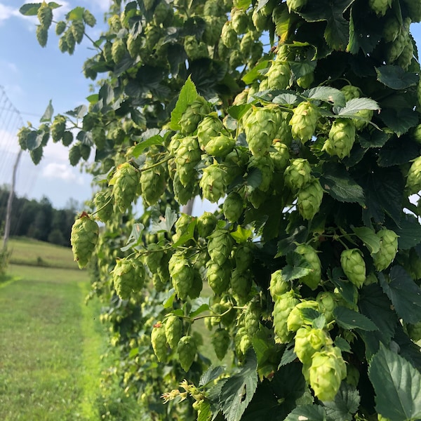 2022 Hops - Organic Cascade Whole Leaf Hops / Humulus lupulus / Dried Hop Flower / beer / brewing supplies / tea supplies / Kombucha