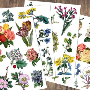 Vintage Botanical Collage Sheets / Digital Download / Fussy Cut / Antique Flowers / Floral Junk Journal