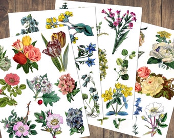 DIGITAL DOWNLOAD / Vintage Botanical Collage Sheets / Fussy Cut / Antique Flowers / Floral Junk Journal