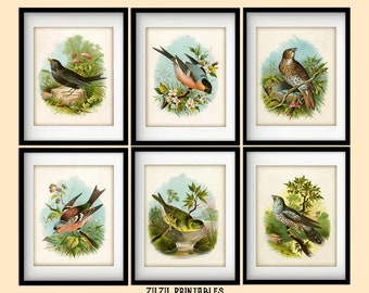 Set of 6 Vintage Bird Illustration Printables / Instant Download / 8x10 Decor Prints / Antique Gallery Wall Art Bundle / Victorian Nature