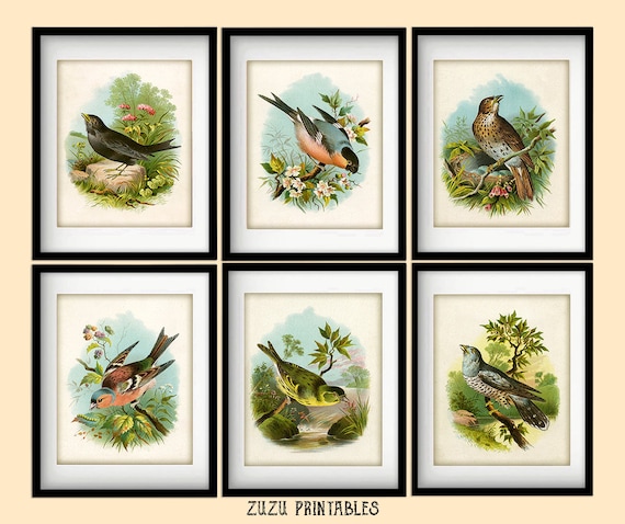 Set of 6 Vintage Bird Illustration Printables / Instant - Etsy