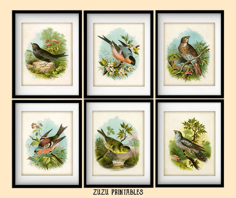 Set of 6 Vintage Bird Illustration Printables / Instant Download / 8x10 ...