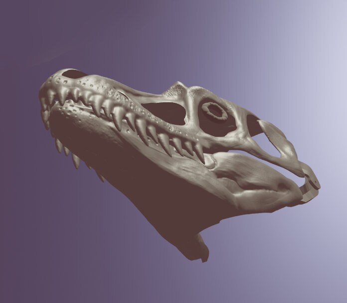 Buy Alioramus Skull Mask stl Files For 3D Printing Online In India Etsy