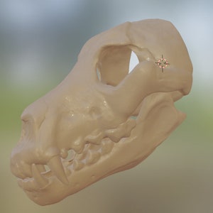 Dire Wolf Skull Mask V2 .STL Files