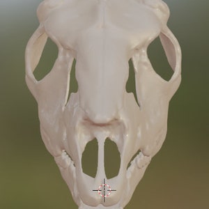 Op de afbeelding: Een witte dieren schedel met een grote opening voor de mond en twee kleinere openingen voor de ogen. De schedel is naar voren gericht en de mond is lichtjes open.
