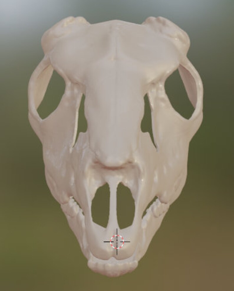 Op de afbeelding: Een witte dieren schedel met een grote opening voor de mond en twee kleinere openingen voor de ogen. De schedel is naar voren gericht en de mond is lichtjes open.