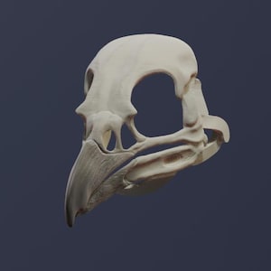 Peut inclure: Un crâne d'oiseau blanc cassé, avec un bec proéminent et une orbite oculaire. Le crâne est présenté sur un fond bleu foncé, mettant en valeur sa structure osseuse complexe. Idéal pour l'éducation ou comme objet décoratif unique.