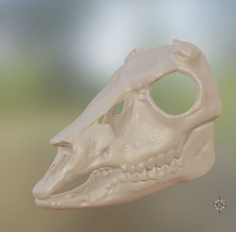 Op de afbeelding: Een witte, gedetailleerde, 3D-geprinte dieren schedel met een grote open oogkas en tanden.