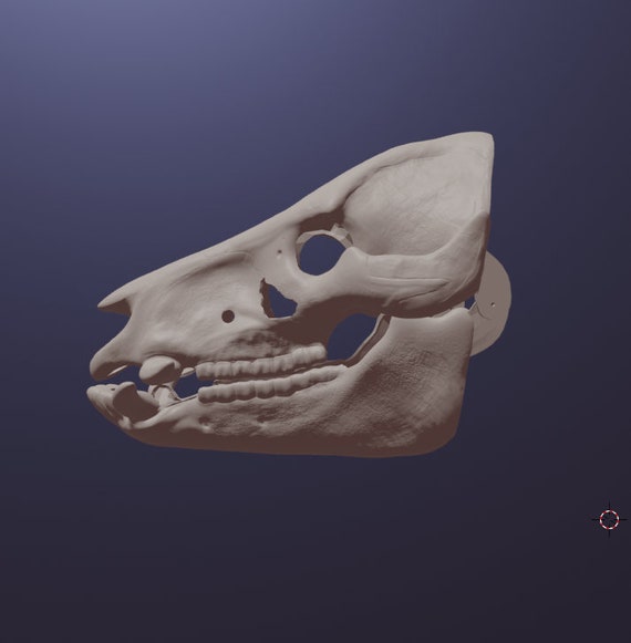 イノシシ 頭骨 スカル Dettagli dell'articolo イノシシ 猪 頭骨