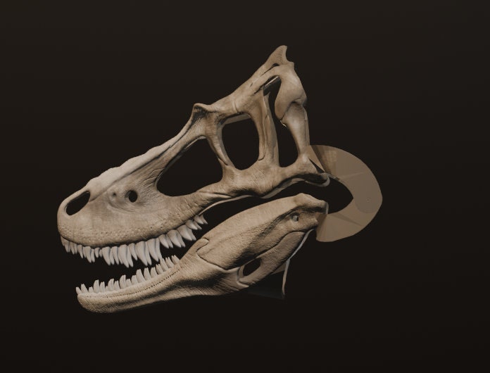 Gorgosaurus Dinosaur Fossils For Sale Near Me Gorgosaurus UK