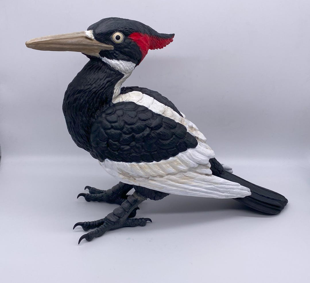 Physical 3D Printed 1:1 Scale Ivory Billed Woodpecker Sculpture - Etsy
