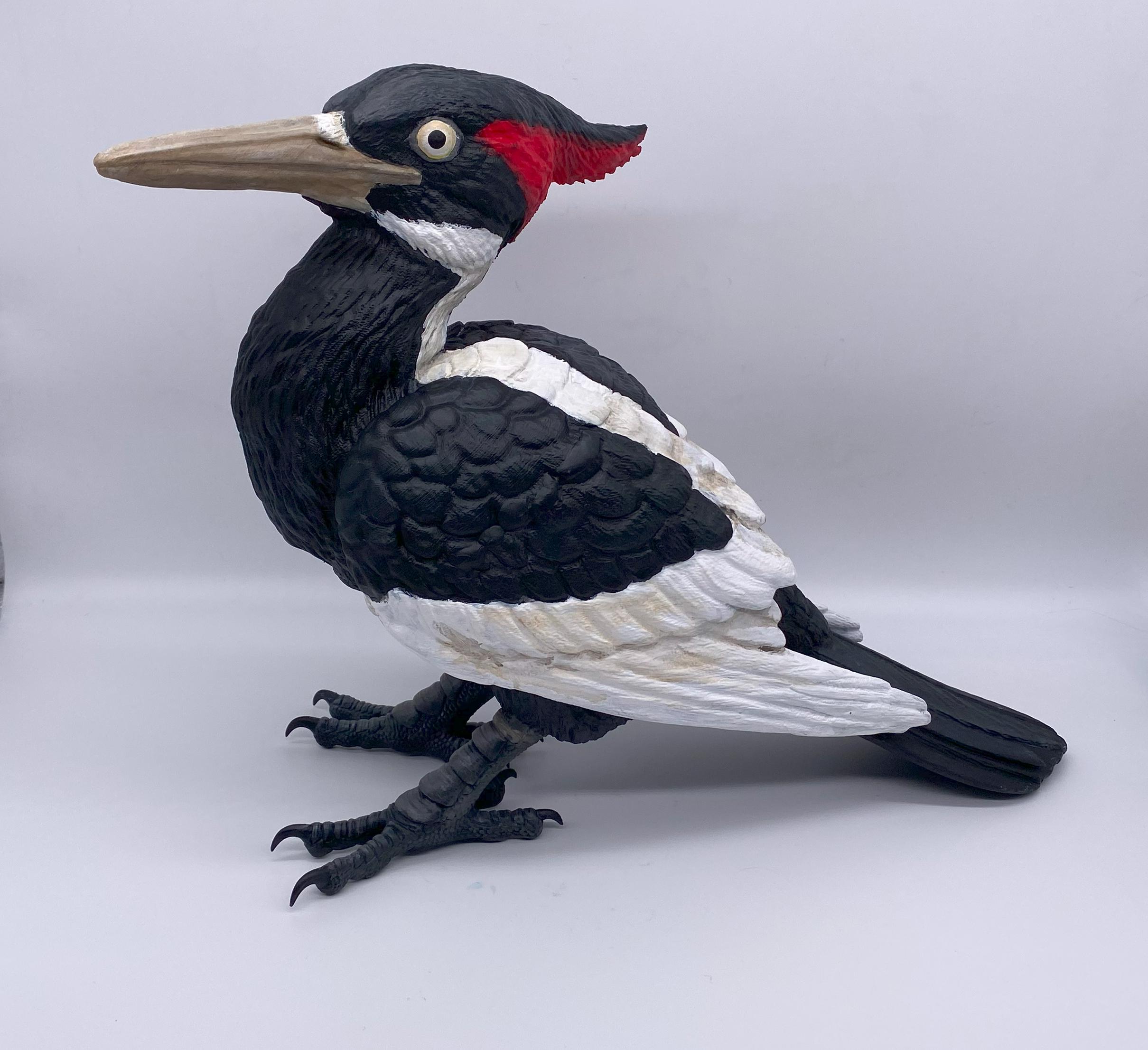 Physical 3D Printed 1:1 Scale Ivory Billed Woodpecker Sculpture - Etsy Physical 3D Printed 1:1 Scale Ivory Billed Woodpecker Sculpture - Etsy