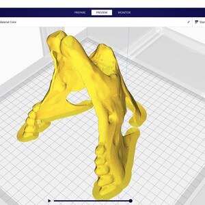 Op de afbeelding: Een 3D-model van een gele schedel, van bovenaf bekeken, wordt weergegeven op een computerscherm. Het model wordt voorbereid voor 3D-printen met behulp van de Ultimaker Cura-software. De software-interface is zichtbaar op de achtergrond.