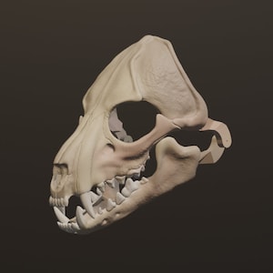 Fox Skull Mask .STL files for 3D Printing