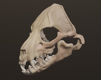 May include: A detailed 3D printed model of a dog skull, rendered in a light beige color. The skull is viewed from the side, showcasing the teeth and jaw structure.