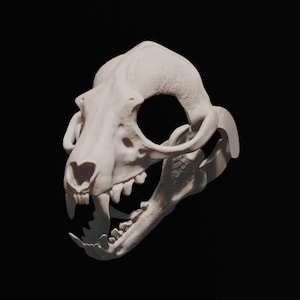 Può includere: Un teschio di animale bianco sporco, con dettagli ossei e denti prominenti. Il teschio è posto su uno sfondo nero, evidenziando la sua forma e i dettagli delle orbite. I denti sono affilati.