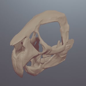 Rat Skull Mask .STL files for 3D printing