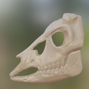 Op de afbeelding: Een witte, gedetailleerde dieren schedel met tanden. De schedel wordt van de zijkant bekeken en het bovenste deel van de kop ontbreekt.