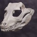 see more listings in the Skull Masks section