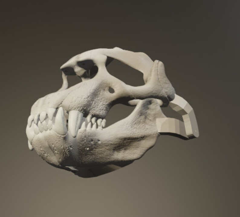 Elephant Seal Skull Mask .STL files for 3D printing image 3