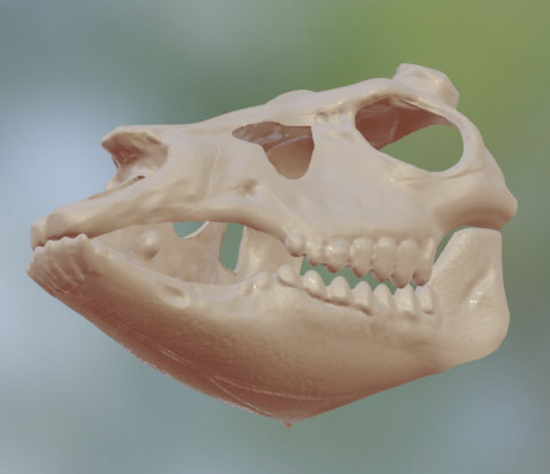 Op de afbeelding: Een close-up van een beige dieren schedel met tanden. De schedel wordt van de zijkant bekeken, met de kaak lichtjes open.