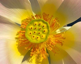 pink lotus closeup photo print - waterlily - original - limited edition - nature photography - art photography - floral - Nebraska - Midwest