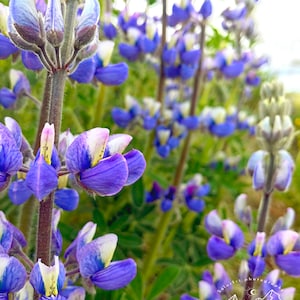 Icelandic purple lupine photo print - original - limited edition - nature photography - art photography - Iceland - travel - floral