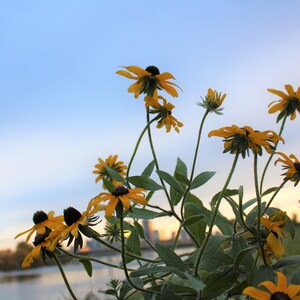 sunflower & Minneapolis skyline photo print - limited edition - art photography - nature photography - flower photography - Minnesota