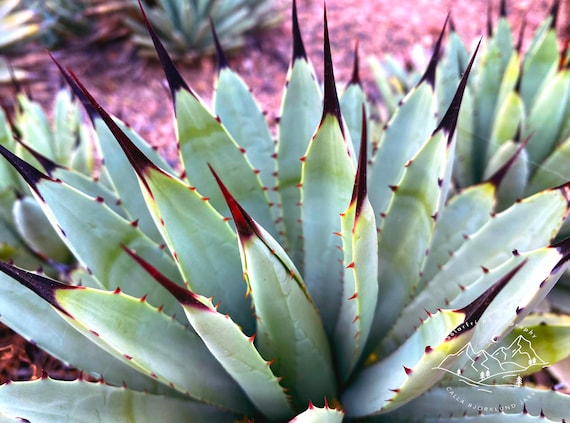 agave photo print - original - limited edition - Arizona - travel  photography - desert - southwest - green - succulent - plant