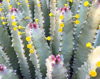 flowering cactus photo print - original - limited edition - Arizona - travel photography - desert - southwest - green - yellow flower