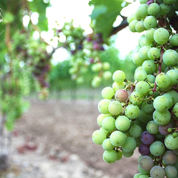 green grapes on the vine photo print - original - limited edition - colorful - travel photography - Ontario - Canada - vineyard - winery