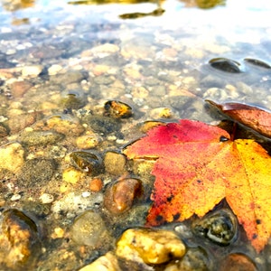 red/orange fall leaf in water photo print - original - limited edition - nature photography - Connecticut - autumn - New England