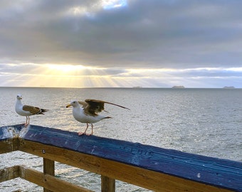 seagulls at sunset photo print - original - nature - art - nautical - California - ocean life - limited edition - animal - Pacific Ocean