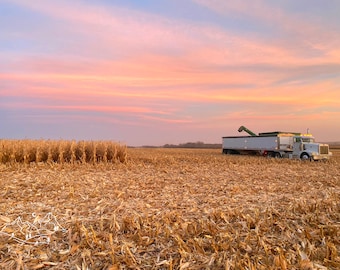 fall corn harvest photo print - original - limited edition - nature photography - farm - South Dakota - Midwest - crops - autumn - harvest