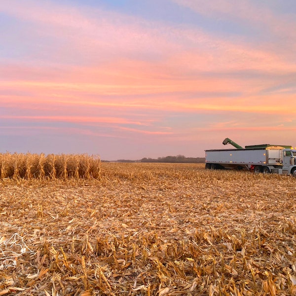 fall corn harvest photo print - original - limited edition - nature photography - farm - South Dakota - Midwest - crops - autumn - harvest