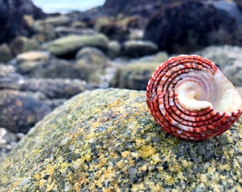 orange spiral shell photo print - original - nature - art - nautical - California - ocean life - limited edition - animal - Monterey Bay