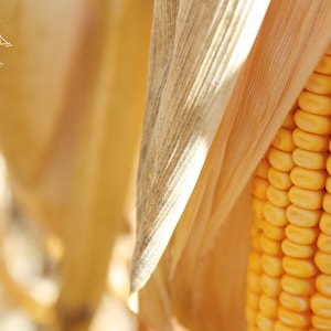 May include: Close-up of an ear of corn with the husks partially pulled back, revealing the bright yellow kernels.
