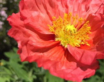 red poppy photo print - limited edition - art photography - nature photography - flower photography - California - Winchester mansion