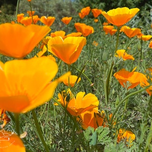 orange California poppy photo print - limited edition - art photography - nature photography - flower photography