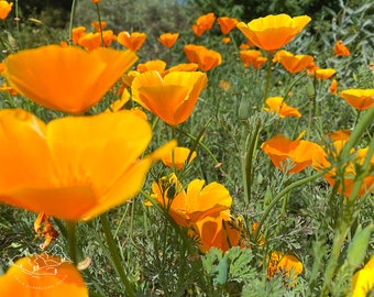 orange California poppy photo print - limited edition - art photography - nature photography - flower photography